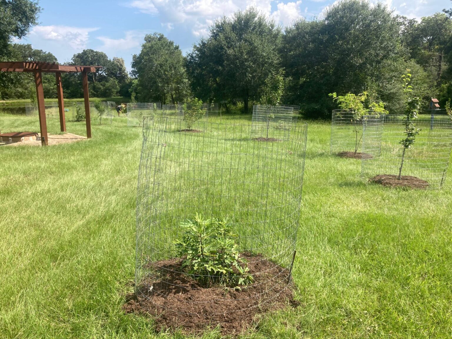 VIDEO: Protect Your Trees with Tree Cages (Deer Cages) - Symbiosis LLC