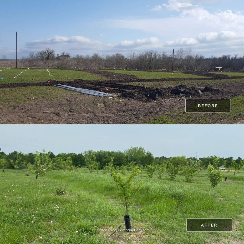 Before and after of tree planting for land regeneration in Central Texas