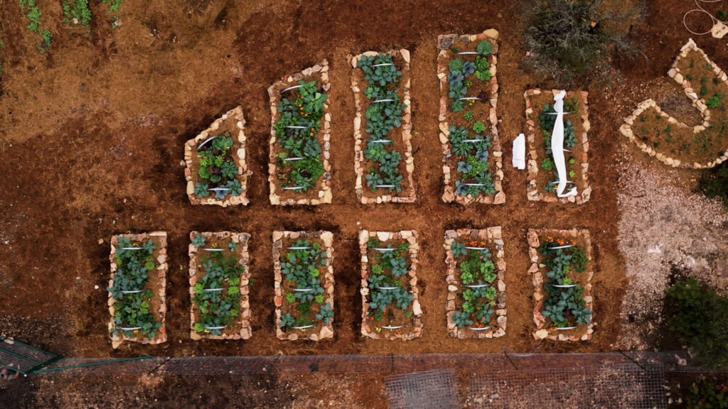 Aerial view of stone raised garden beds filled with cool season vegetables in Central Texas during winter